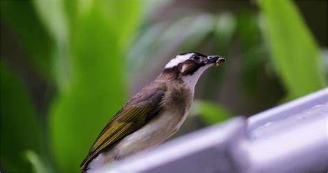 鳥飛進家裡代表什麼|【家裡出現鳥】家裡鳥進來有什麼好兆頭？自來鳥寓意大公開！